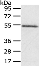 Anti-KCNG3 antibody