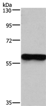 Anti-MFSD2A antibody