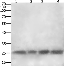 Anti-CLEC4A antibody