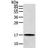 Anti-REG3A antibody