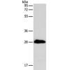 Anti-TNNI3 antibody