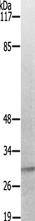 兔抗CLDN1(Ab-210)多克隆抗体 
