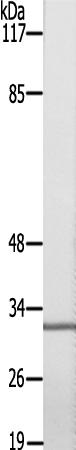 兔抗CLDN7(Ab-210)多克隆抗体