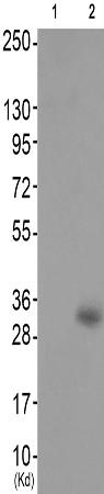 兔抗CLDN7(Phospho-Tyr210)多克隆抗体