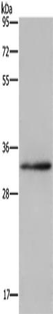 兔抗CLDN23多克隆抗体
