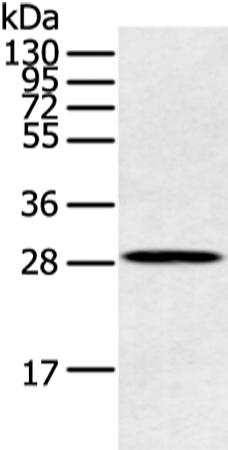 兔抗CLDN25多克隆抗体
