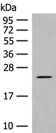 兔抗CLEC3B多克隆抗体 