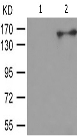 兔抗ARHGAP35(Phospho-Tyr1105)多克隆抗体