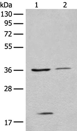 兔抗EIF2S1多克隆抗体