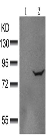 兔抗EIF4B(phospho-Ser422)多克隆抗体