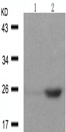 兔抗EIF4E(Phospho-Ser209)多克隆抗体