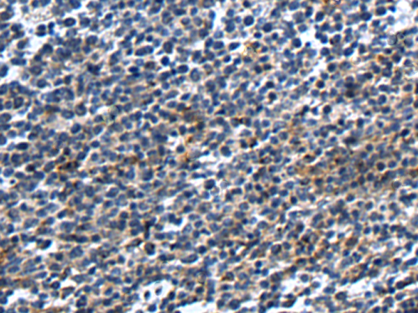 兔抗CD83多克隆抗体 
