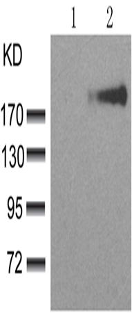 兔抗ERBB3(phospho-Tyr1328)多克隆抗体
