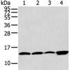 兔抗CLDND2多克隆抗体