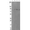 兔抗AR(Phospho-Tyr363)多克隆抗体