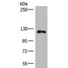 兔抗ARHGAP45多克隆抗体