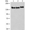 兔抗CNTNAP2多克隆抗体