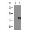兔抗ELK1(Phospho-Ser389)多克隆抗体