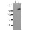 兔抗ERBB3(phospho-Tyr1328)多克隆抗体