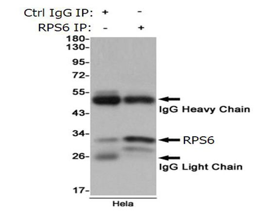 小鼠抗RPS6单克隆抗体