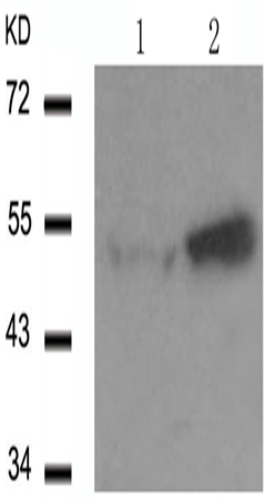 兔抗TP53 (Phospho-Ser46)多克隆抗体 