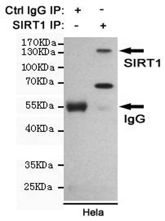小鼠抗SIRT1单克隆抗体  