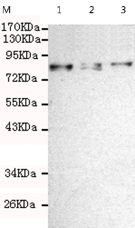 小鼠抗SMYD4单克隆抗体  