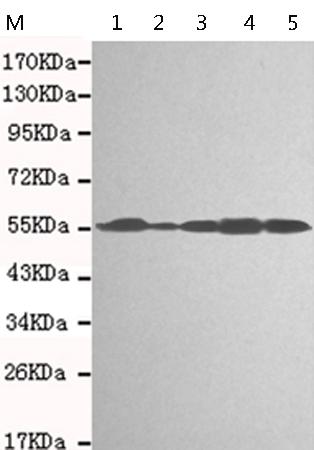 小鼠抗TXNRD2单克隆抗体