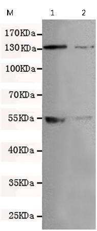 小鼠抗USP7单克隆抗体  