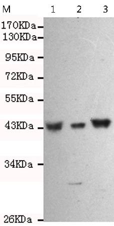 小鼠抗WDR77单克隆抗体