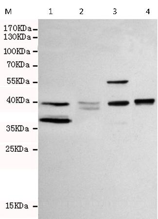 小鼠抗WNT3A单克隆抗体  