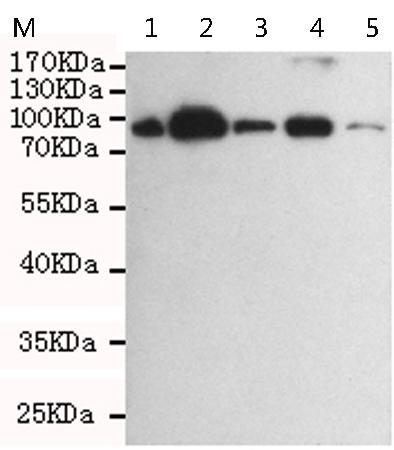 小鼠抗XRCC1单克隆抗体