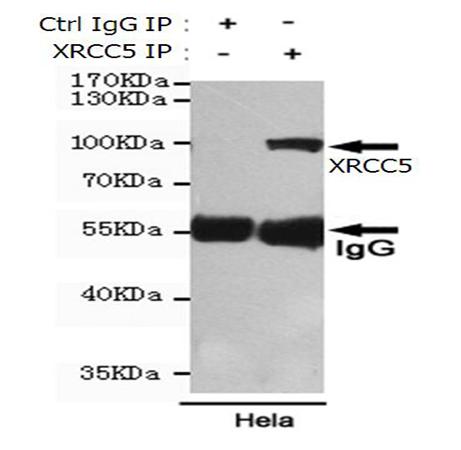 小鼠抗XRCC5单克隆抗体   