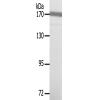 兔抗TP53BP1(Ab-29) 多克隆抗体