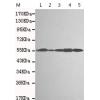 小鼠抗TXNRD2单克隆抗体