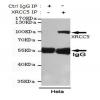 小鼠抗XRCC5单克隆抗体   