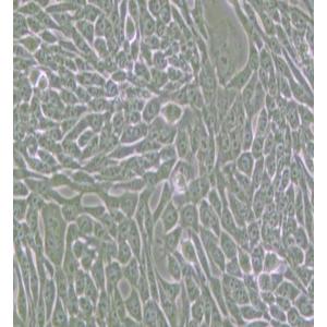 R-1610仓鼠肺细胞