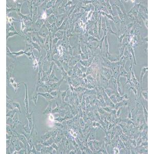 Mv.1.Lu(NBL-7)貂肺上皮细胞