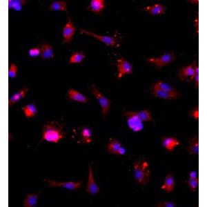 大鼠神经小胶质细胞