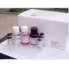 鸭白介素8(IL-8/CXCL8)ELISA检测试剂盒