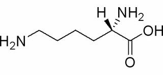 L-赖氨酸，分析标准品,HPLC≥98%