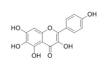 6-羟基山奈酚，分析标准品,HPLC≥95%