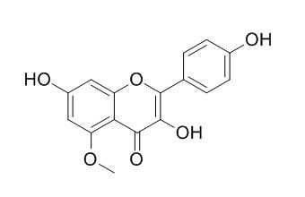 5-甲氧基山奈酚; 5-甲氧基莰非醇，分析标准品,HPLC≥95%