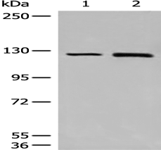 Anti-CLIP2 antibody