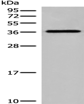 Anti-DNAJC9 antibody
