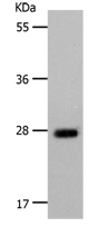 Anti-POMC(Alpha-MSH) antibody