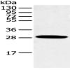 Anti-CLDN25 antibody