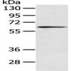 Anti-IL18RAP antibody