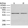 Anti-GPC1 antibody