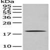 Anti-GKN1 antibody